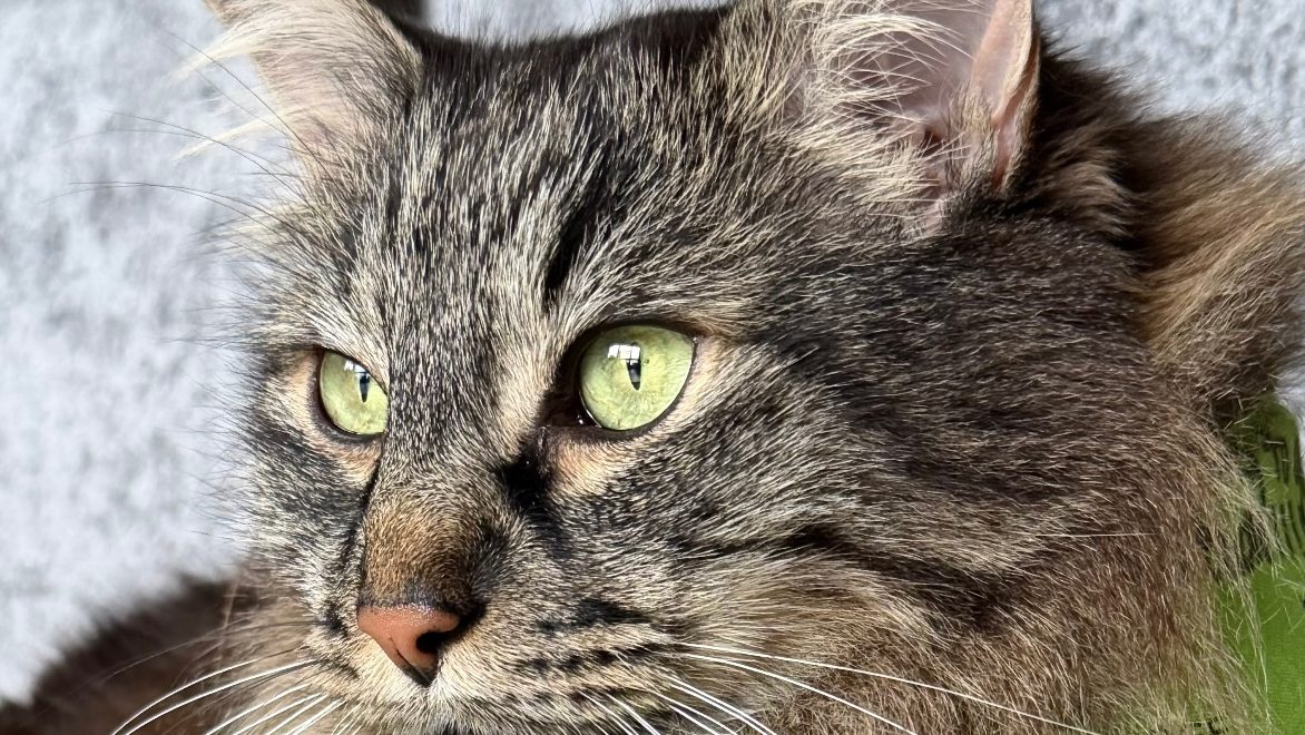 My Soul Cat’s Battle with Lymphoma: Wendell’s Journey from Diagnosis to Remission